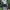 Dickies short pants navy photo 3