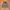 Fear of God Avant Garde Short Pria tan photo 2