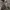 Fear of God Avant Garde Short Pria tan photo 4