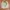 Japanese Brand Vintage Gorpcore Short Pria Cream Tan