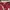 Dickies Casual Jumper Pria red gray photo 5