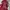 Dickies Casual Jumper Pria Red Gray