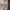 Dickies Casual Jumper Pria red gray photo 4