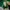 Feltics Casual Hoody Pria green photo 5