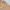 Fossil Gigi Flap Crossbody photo 3