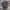 Dickies genuine cargo ripstop photo 1