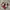 Puma Ballet Red White photo 2