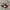 Puma Ballet Red White photo 1