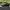Vans Skate Style 53 Beatrice Domond Dark Olive photo 1
