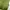 Colorbox Green Vest