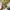 Homegrown Japan Made Army Shirt photo 5