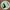 POLO RALPH LAUREN GREEN SHIRT 