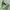 POLO RALPH LAUREN GREEN SHIRT  photo 3