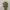 GITAR UKULELE COWBOY CONCERT 23 MOTIF LUMBA photo 3