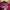 Sportswear Track jacket Wanita pink photo 2