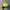 Skater Hat Wanita yellow photo 3