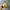 Skater Hat Pria yellow photo 5