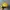 Skater Hat Pria yellow photo 3