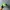 Vintage Hat Pria green photo 1