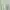 Uniqlo Minimalist Casual T-shirt Pria green photo 3