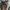 Timberland Casual Boots Pria brown black photo 4