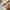 Clarks Casual Loafer Pria brown photo 1