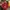 MnM Big Logo Red Sweatshirt