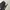 WORKPANTS DICKIES 874 CHARCOAL photo 4
