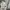 Levi's Streetwear Jeans Pria white photo 8