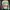 Adidas Casual Track jacket Wanita green photo 5