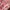transparent outer merah merona *Warna asli photo 4