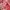 transparent outer merah merona *Warna asli photo 3