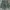 USA army short pants  photo 5