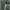 USA army short pants  photo 4