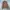 Woolrich Casual Trench Coat Pria Tan