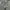 Thisisneverthat SP-Logo Sweatpant - Light Olive photo 3