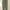 Thisisneverthat SP-Logo Sweatpant - Light Olive photo 1