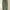 Thisisneverthat SP-Logo Sweatpant - Light Olive
