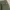 Thisisneverthat SP-Logo Sweatpant - Light Olive photo 6