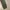 Thisisneverthat SP-Logo Sweatpant - Light Olive photo 4