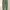 Thisisneverthat SP-Logo Sweatpant - Light Olive photo 5