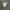 Thisisneverthat SP-Logo Sweatpant - Light Olive photo 7
