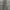 Thisisneverthat SP-Logo Sweatpant - Light Olive photo 1