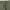 Thisisneverthat SP-Logo Sweatpant - Light Olive photo 2
