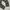 LONGPANTS DICKIES 1939RMS photo 4