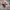 Authentic official boneka karakter pokemon  photo 2
