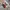 Authentic Official Boneka Karakter Pokemon 