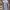 Giordano Casual Formal Shirt Pria Gray