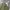 Fatigue Pants Coen Army photo 4