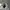 Nike Ebernon Low White photo 6